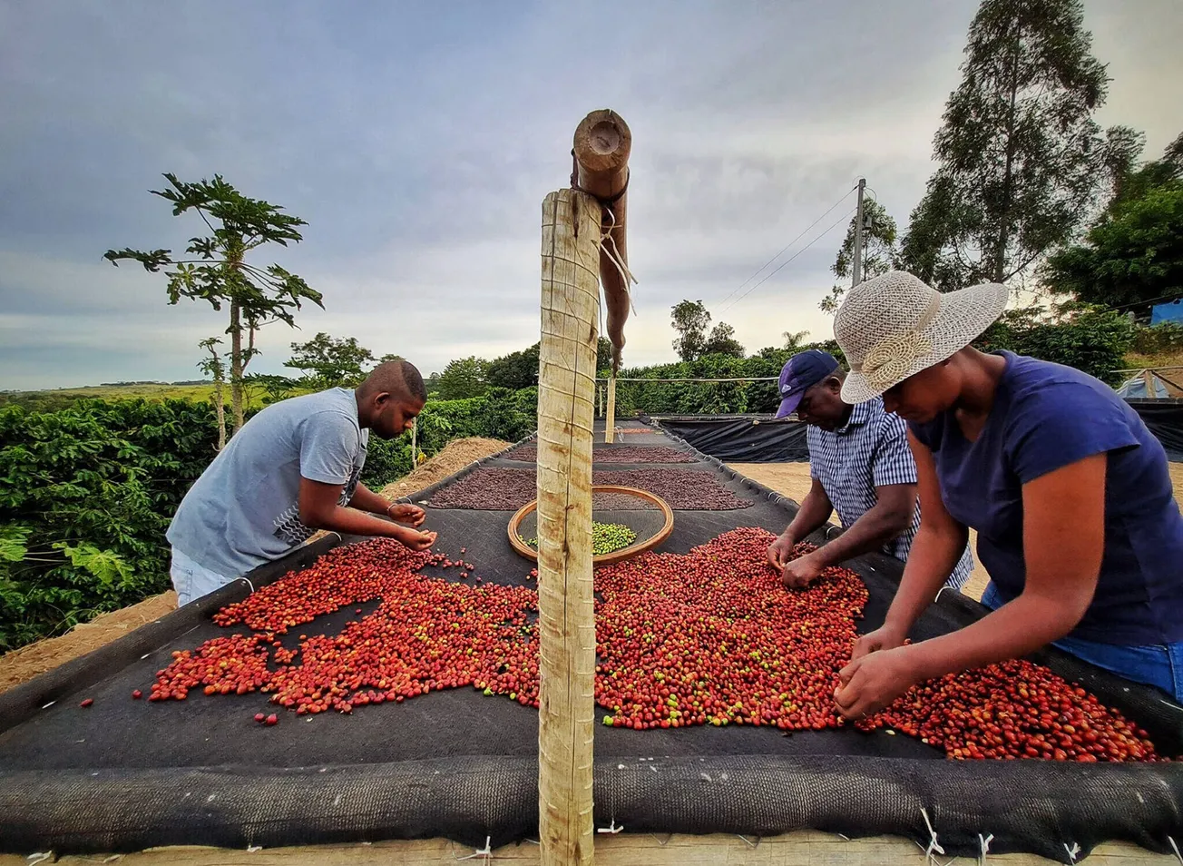 The growing cost of coffee in Brazil