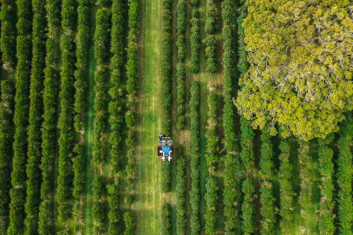 Could coffee grown in the US and Australia soon be on the menu?