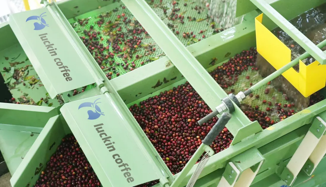 Luckin Coffee flexes supply chain muscle to deliver surging second quarter growth