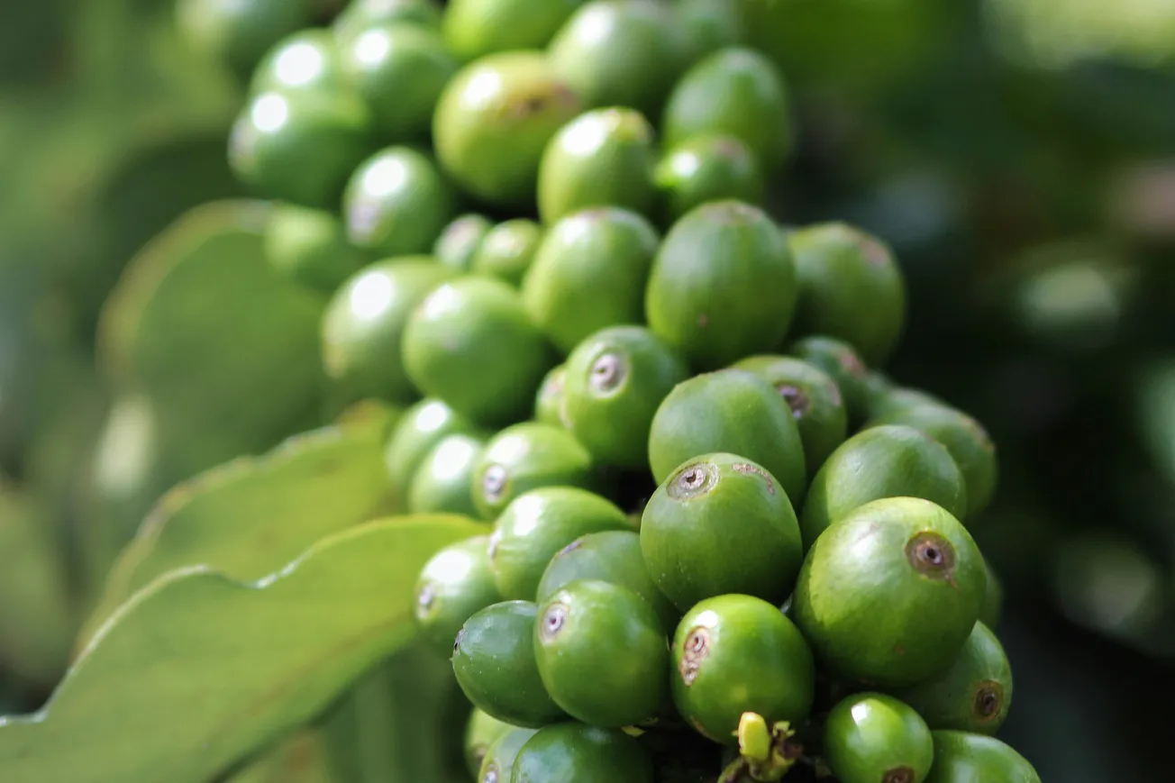 Episode 170: A Nordic approach to coffee – in conversation with Andreas Hertzberg