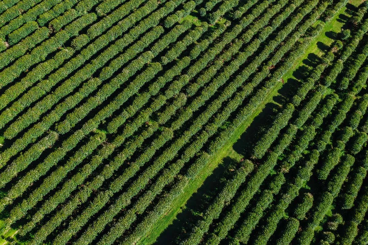 Episode 183: Australia as a coffee origin – Part one