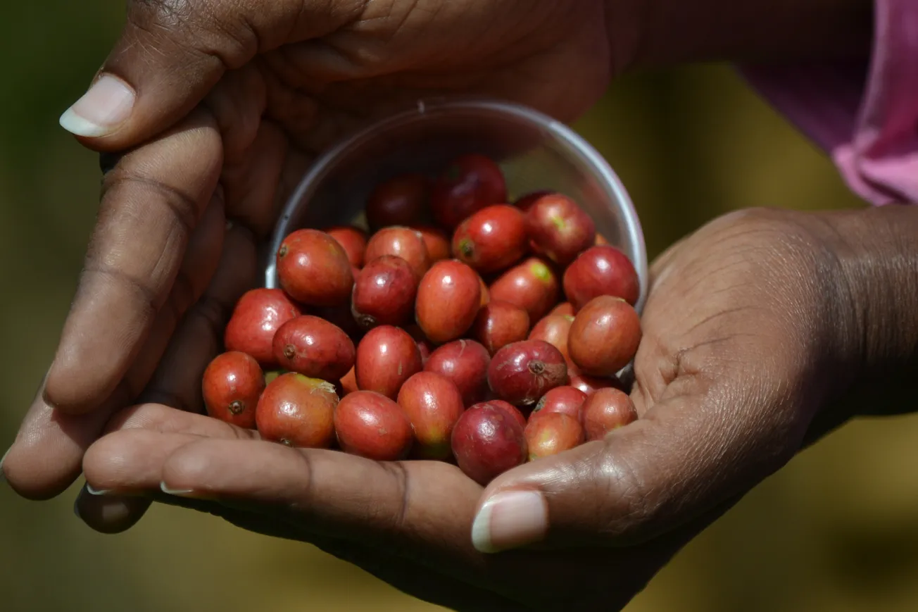 Cotti Coffee strengthens supply chain with Uganda trade agreement