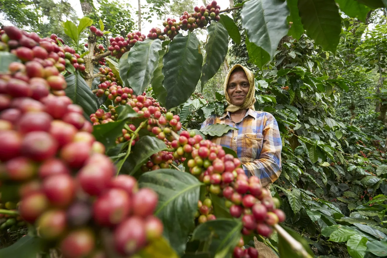 Kelachandra Coffee appoints Coffee Board of India veteran to lead R&D