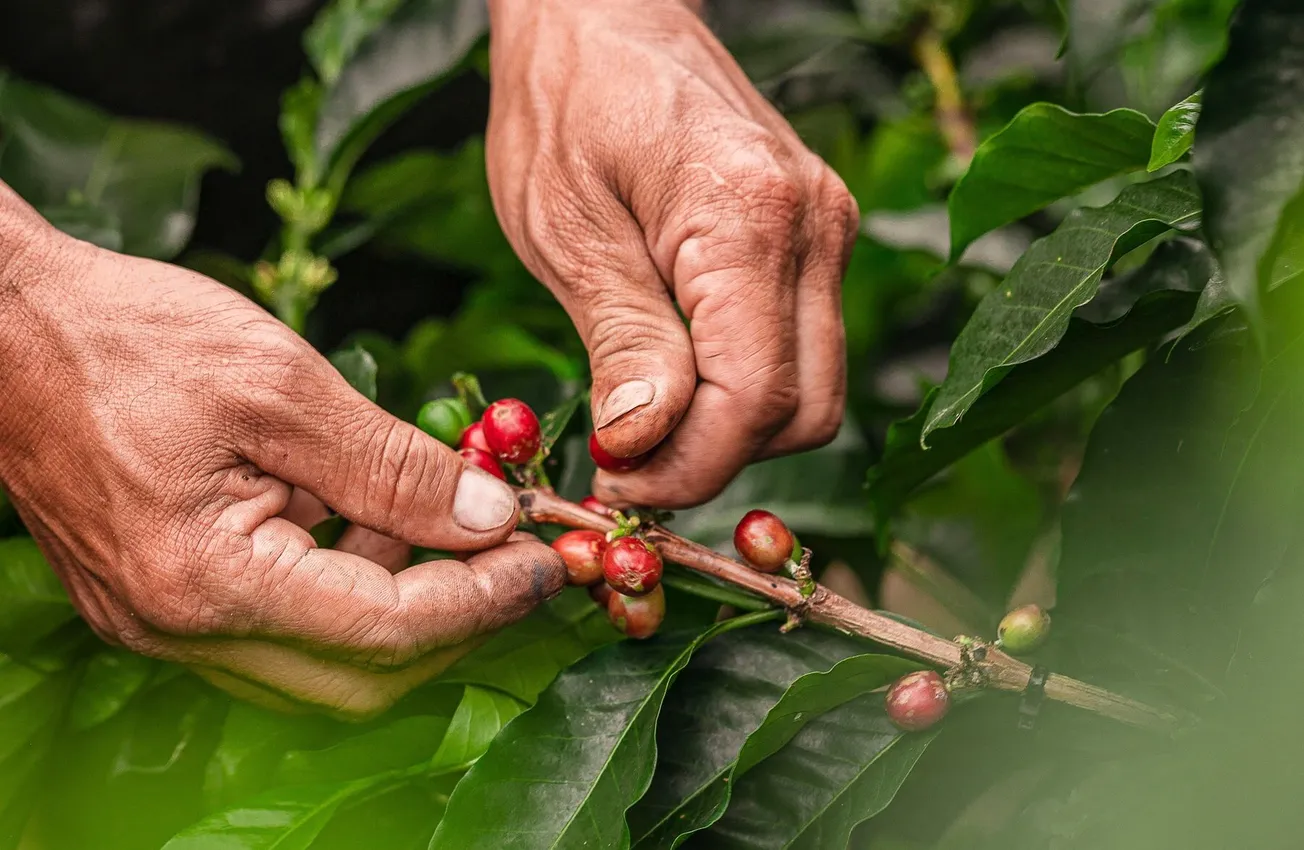 Analysis: Why ‘responsibly sourced’ is a thorny metric for the coffee industry