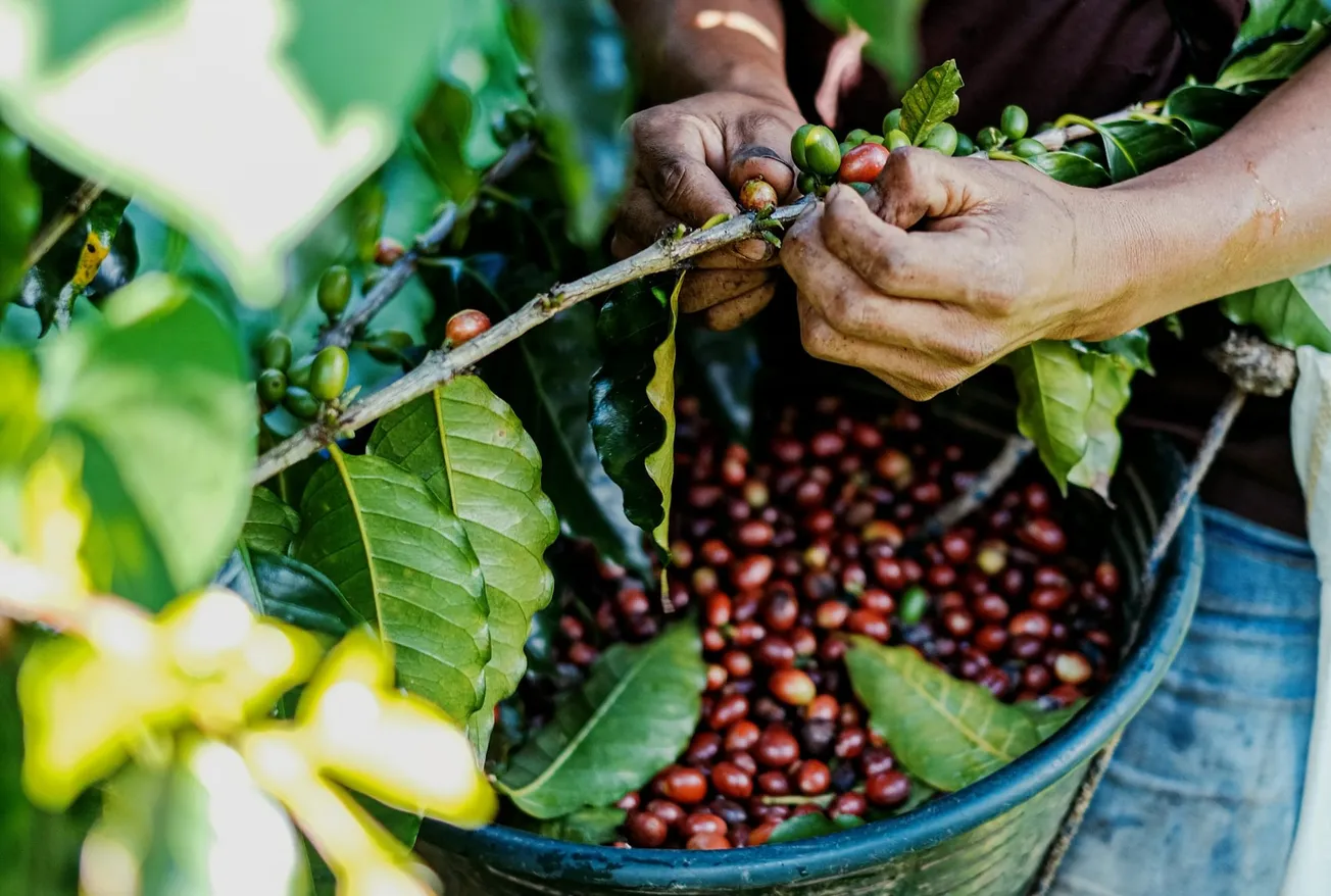 Episode 204: The impact of deforestation on coffee production