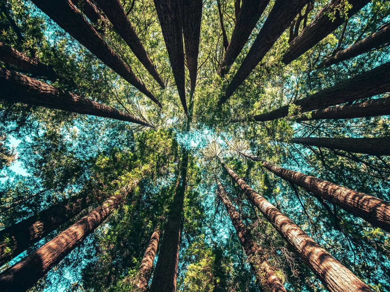 How EUDR got lost in the woods