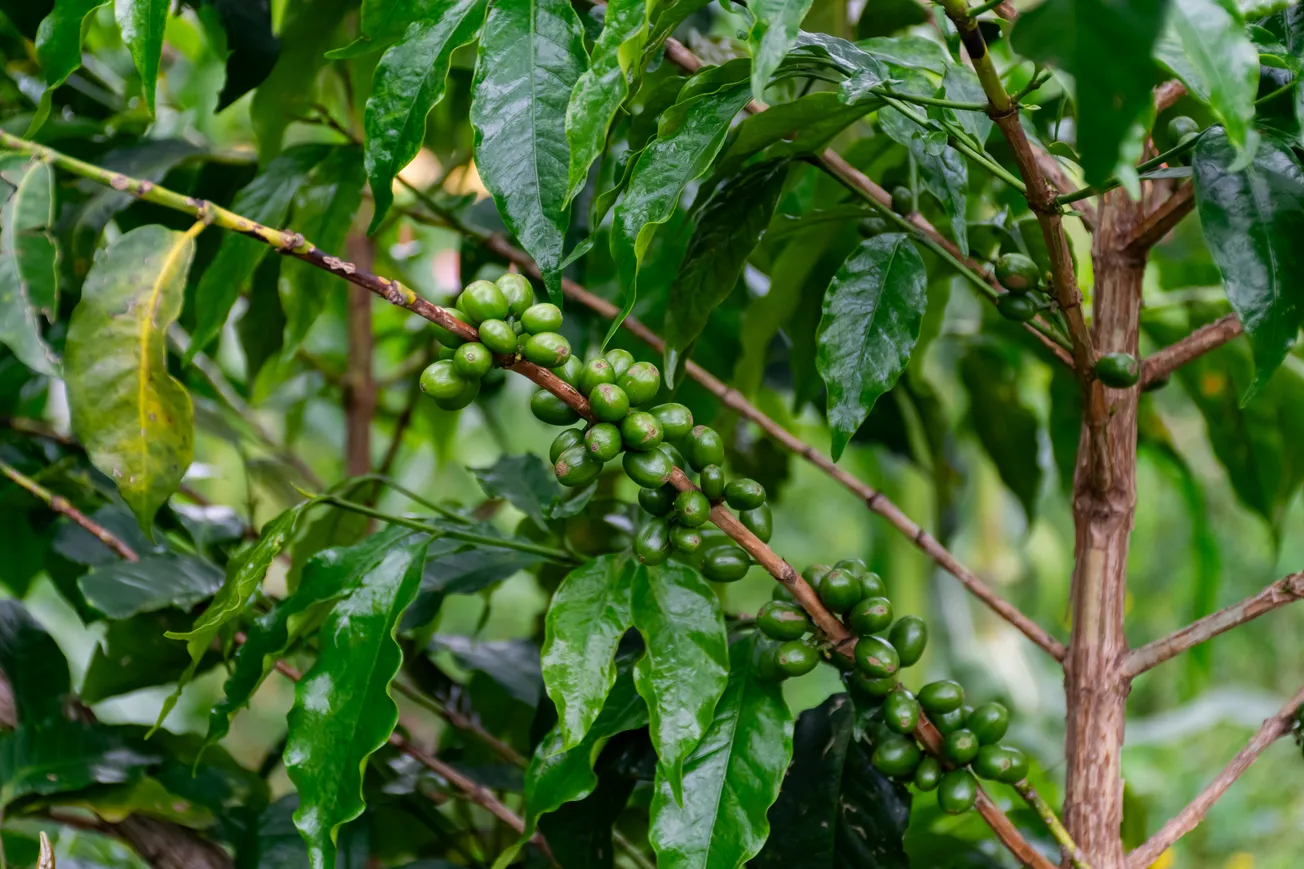 New York investment firm backs Uganda’s specialty coffee industry