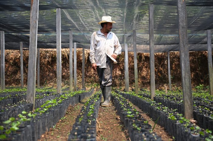 Starbucks commits $20m aid for Central American coffee farmer ‘crisis’