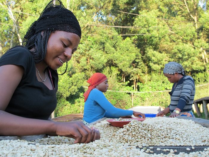 coffee sorters rwanda.jpg